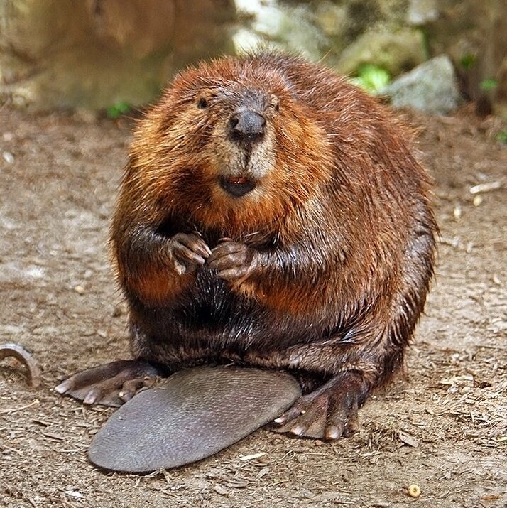 American beaver on a riverbank