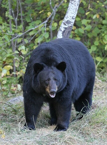 Female American black bear in a forest