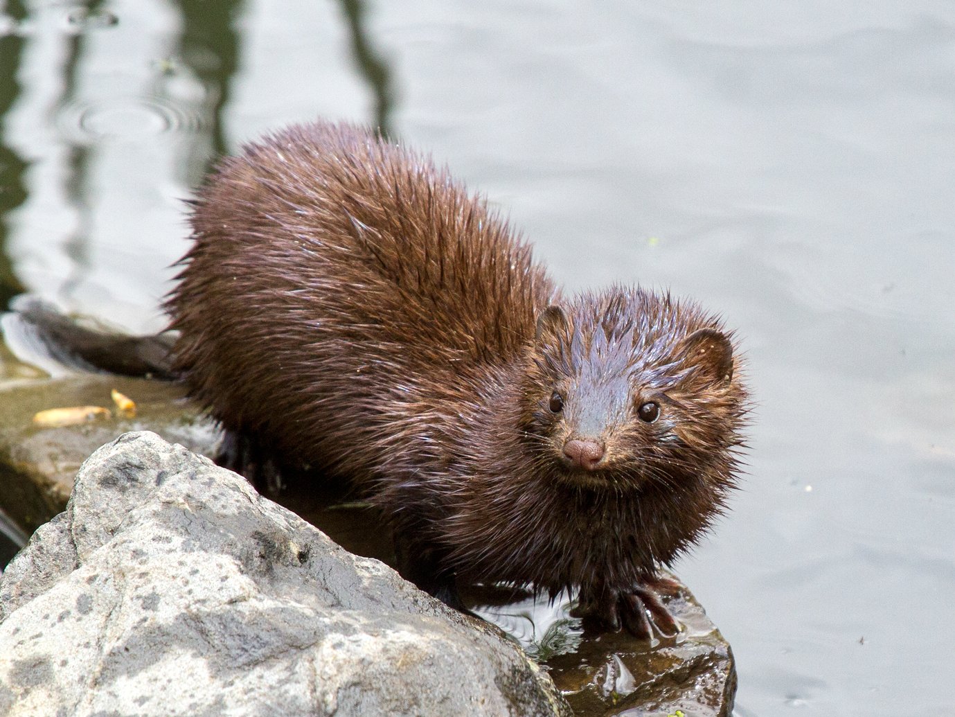 American mink at the water's edge