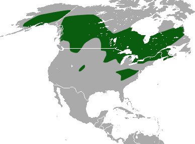 American pygmy shrew