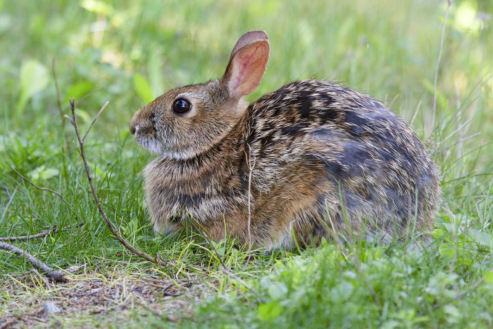 Appalachian cottontail in mountain habitat