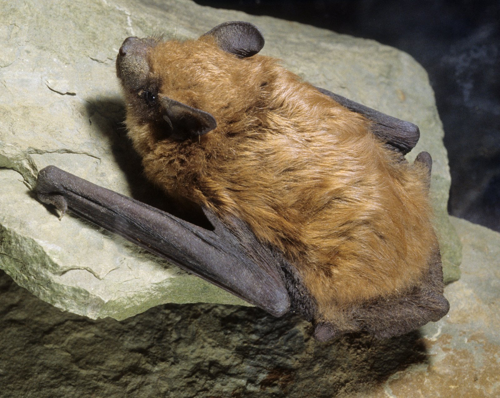 Big brown bat in flight
