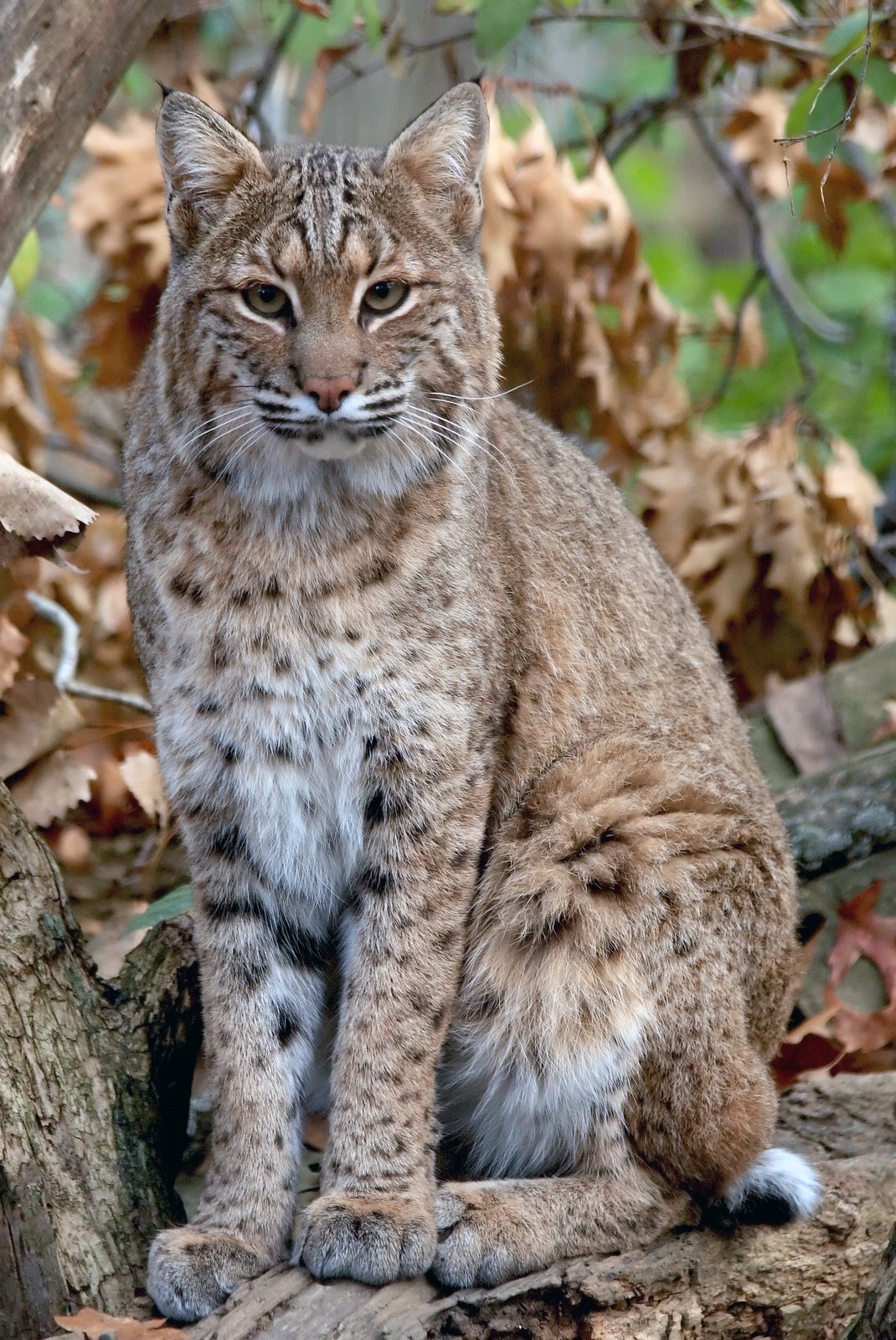 Bobcat sitting in grass