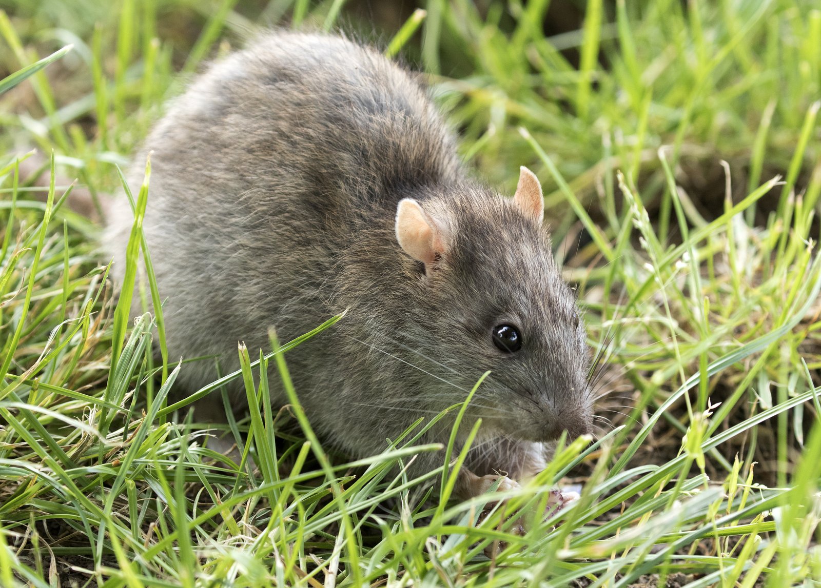Brown rat