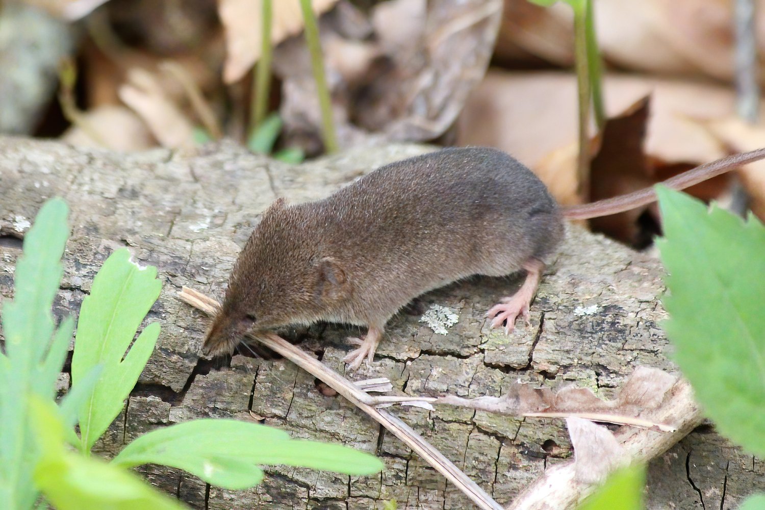 Cinereus shrew