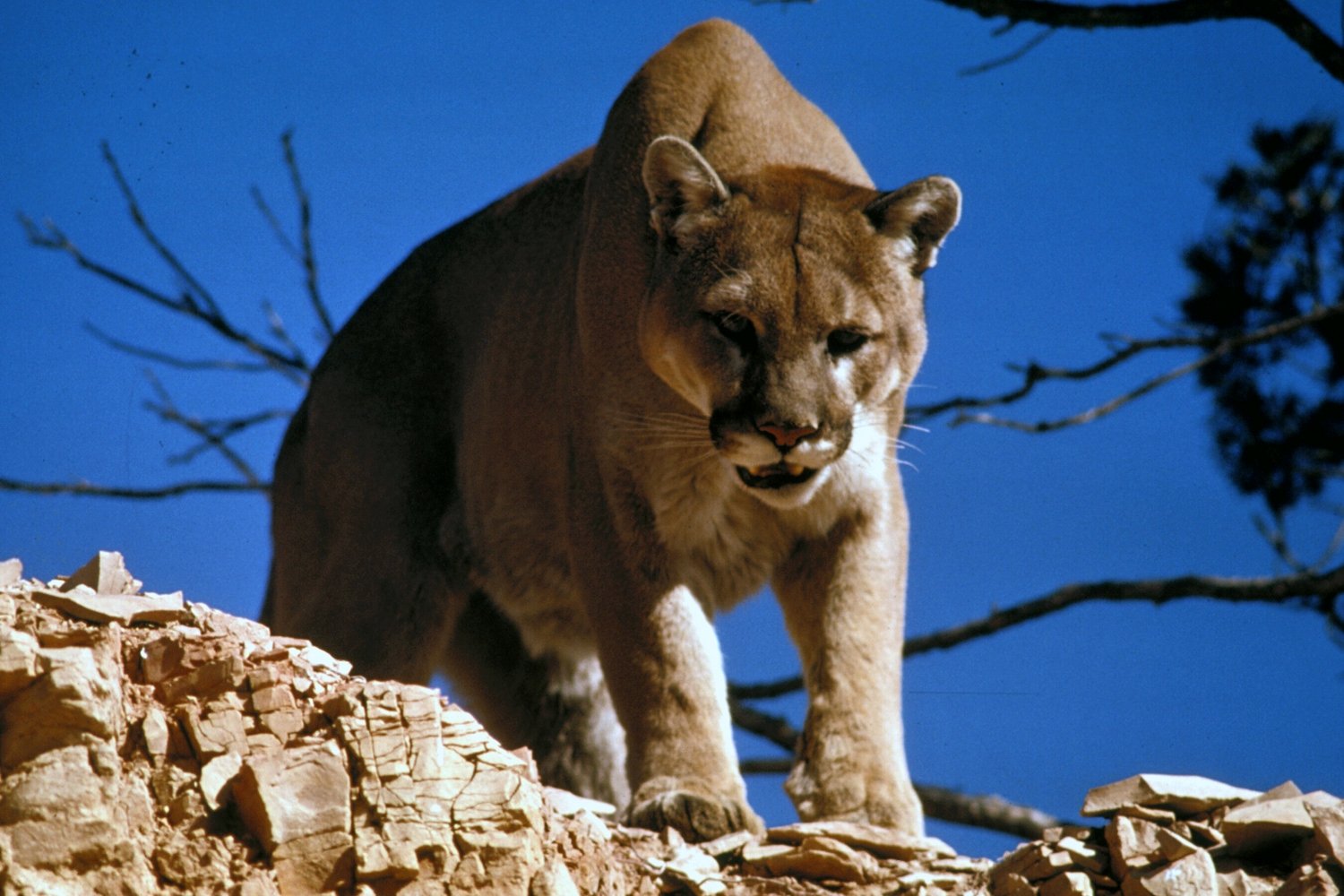 Cougar standing on a rock