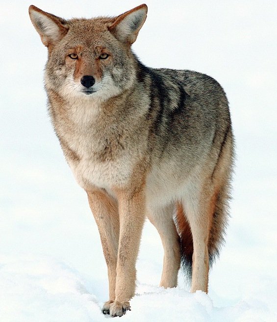 Coyote in a field