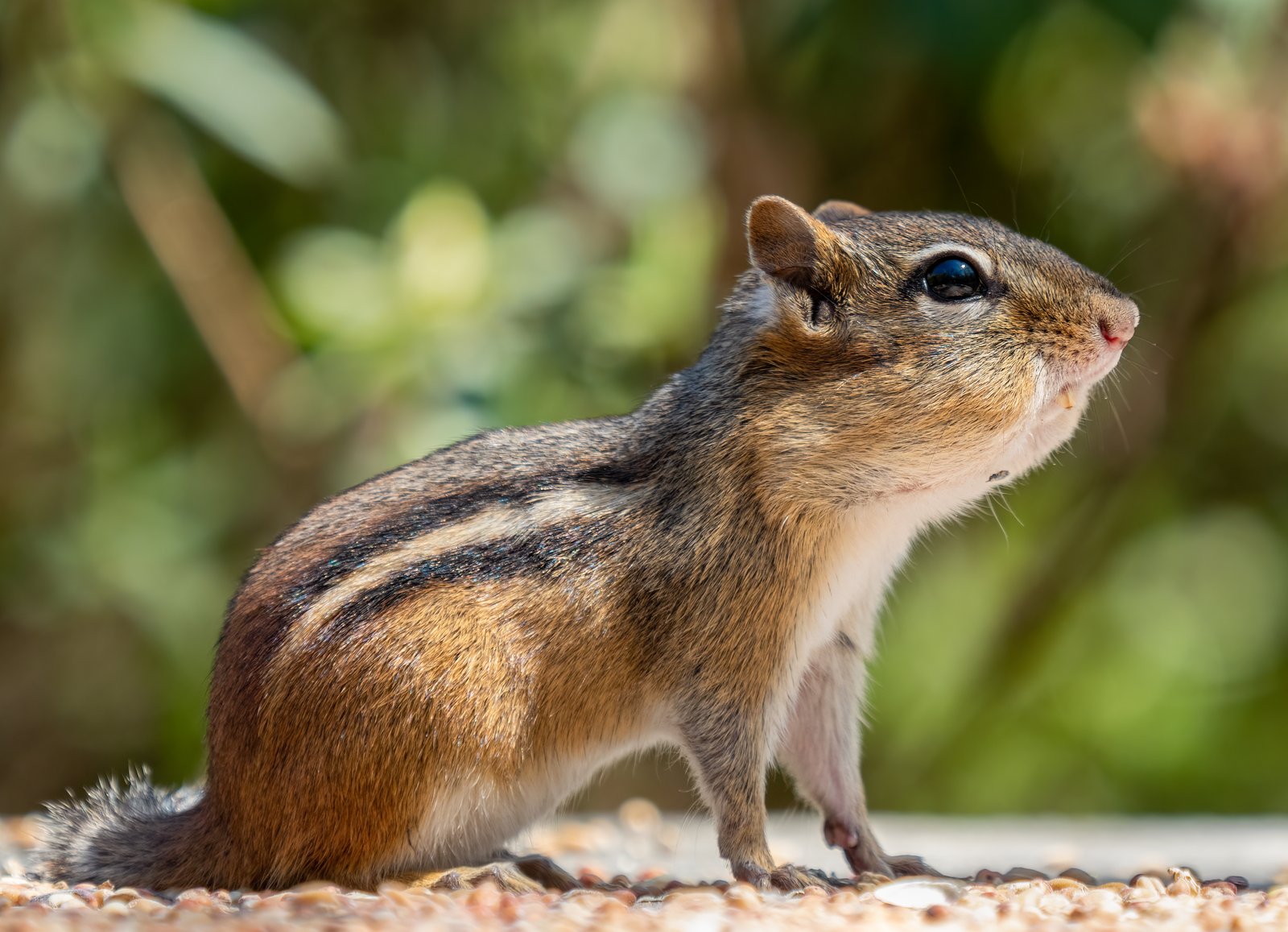 Eastern chipmunk on a rock