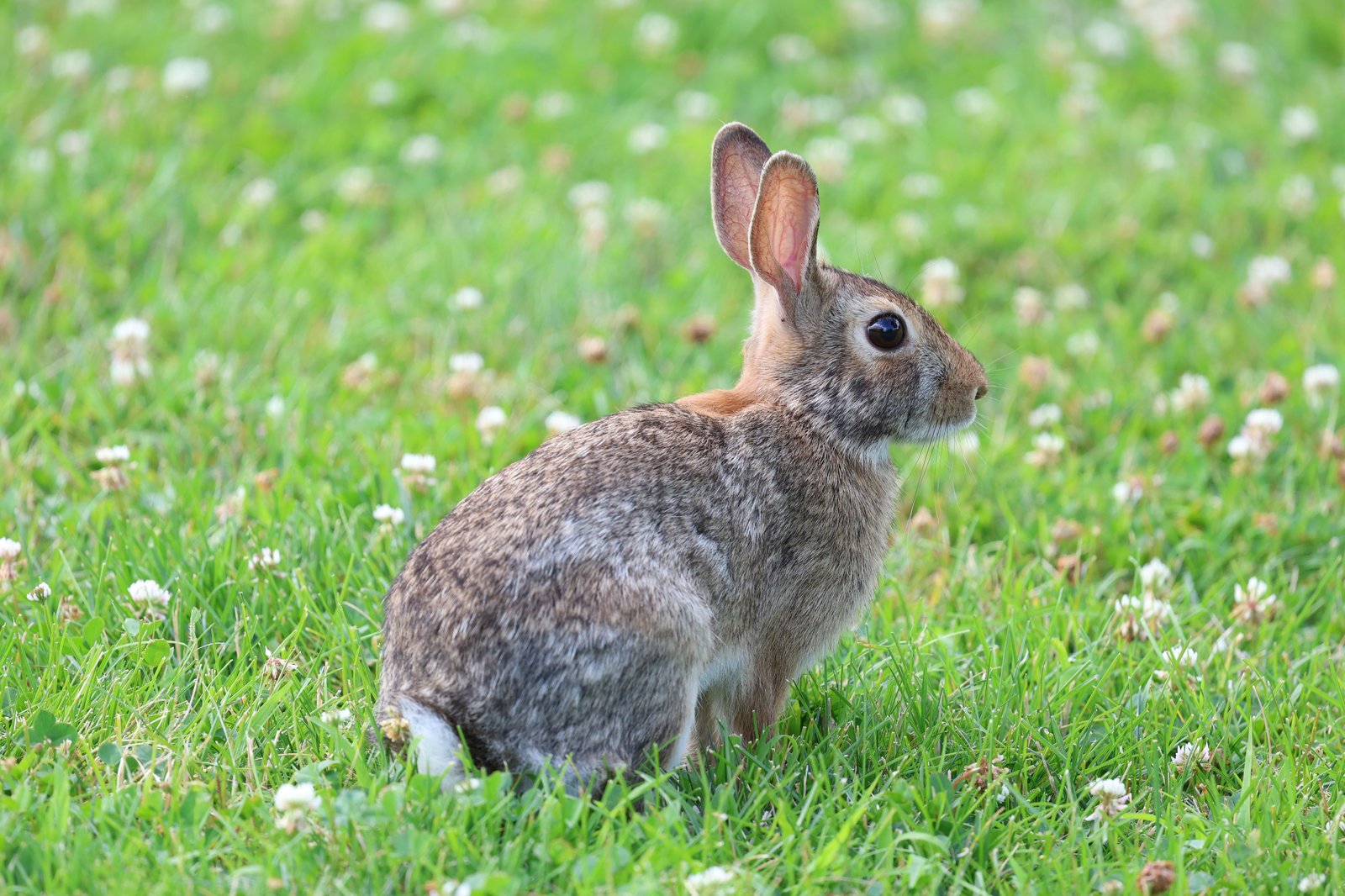 Eastern cottontail rabbit