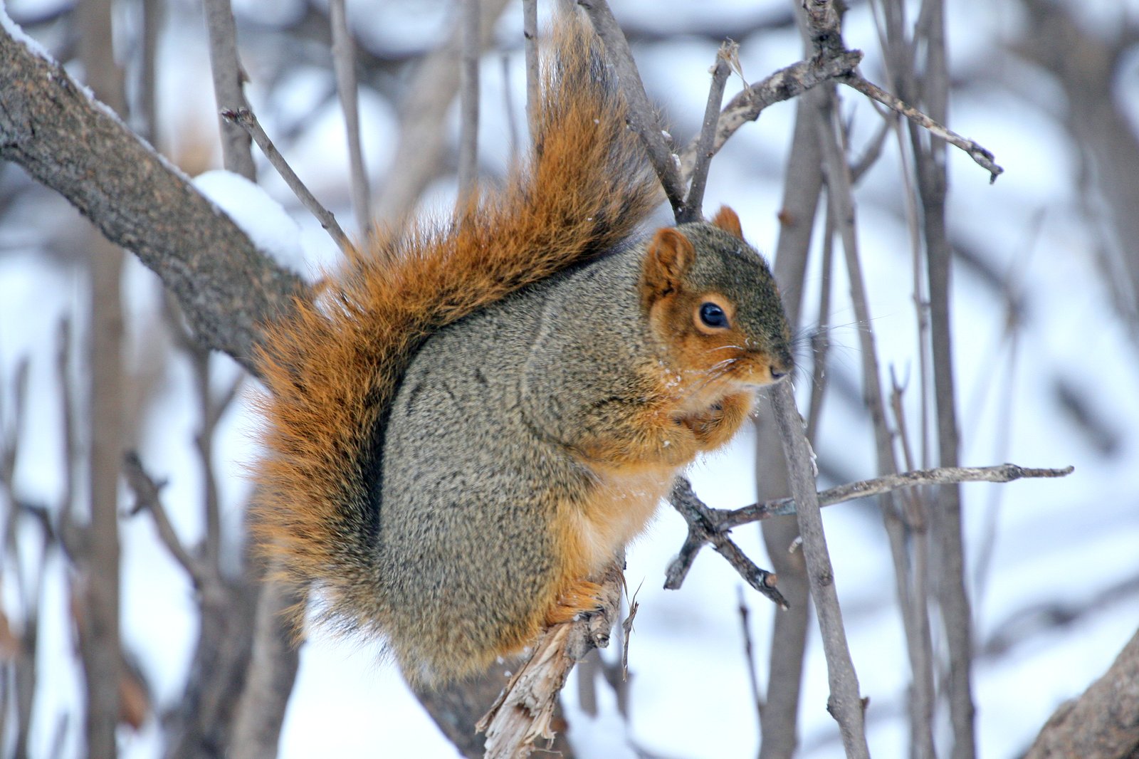Fox squirrel on a branch