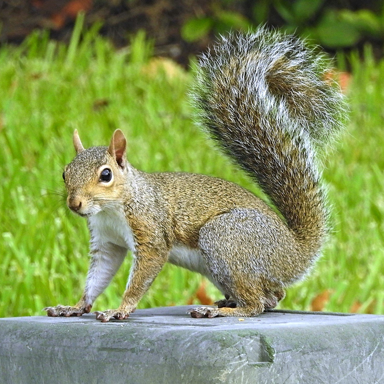 Eastern gray squirrel on a tree