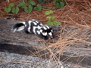 Eastern spotted skunk