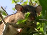 Eastern woodrat