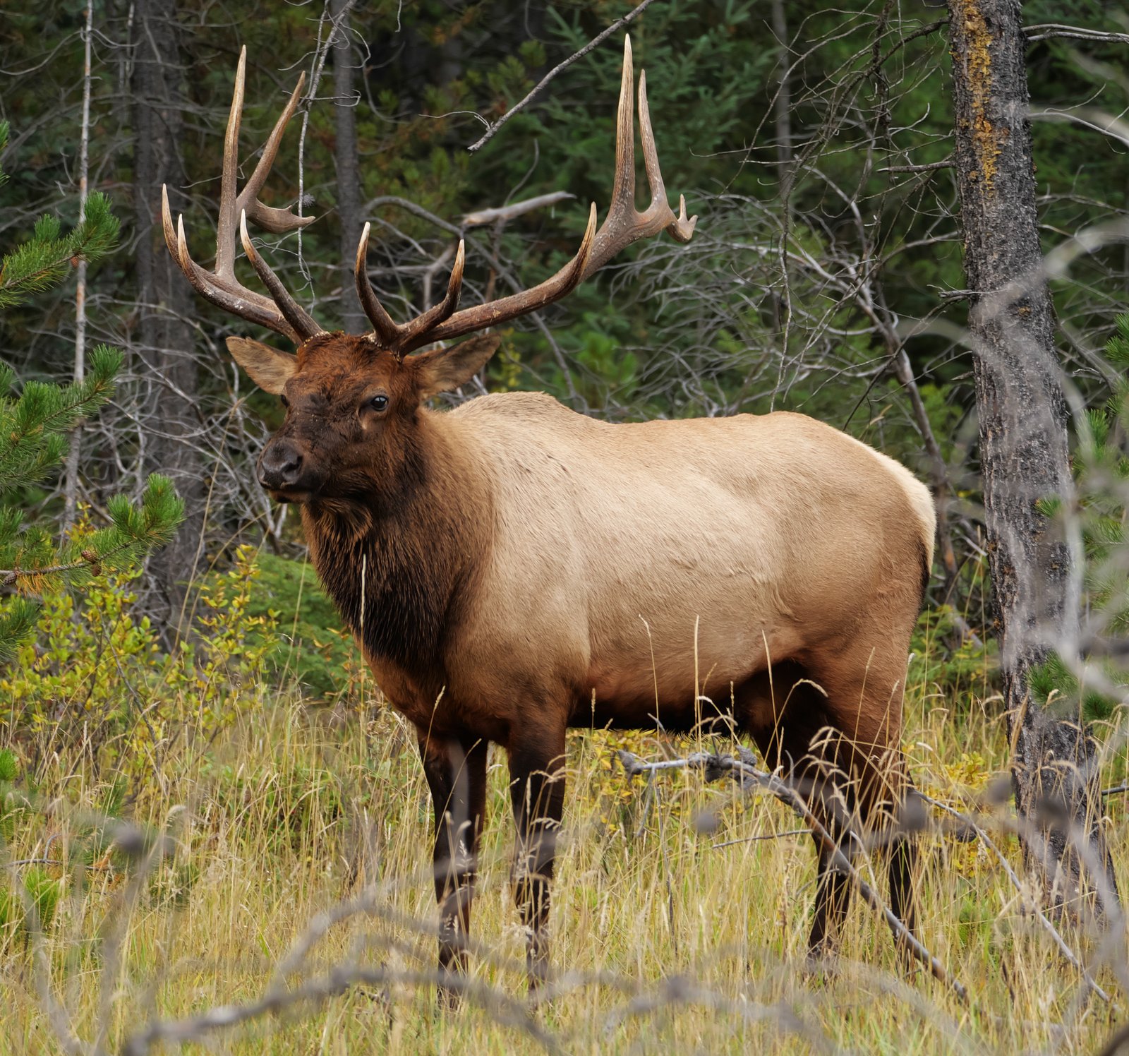 Bull elk standing in open ground