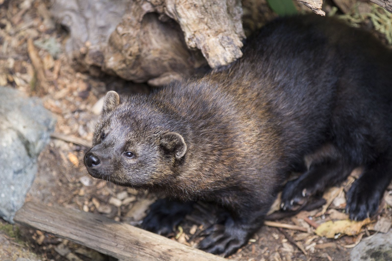 Fisher on a snowy log