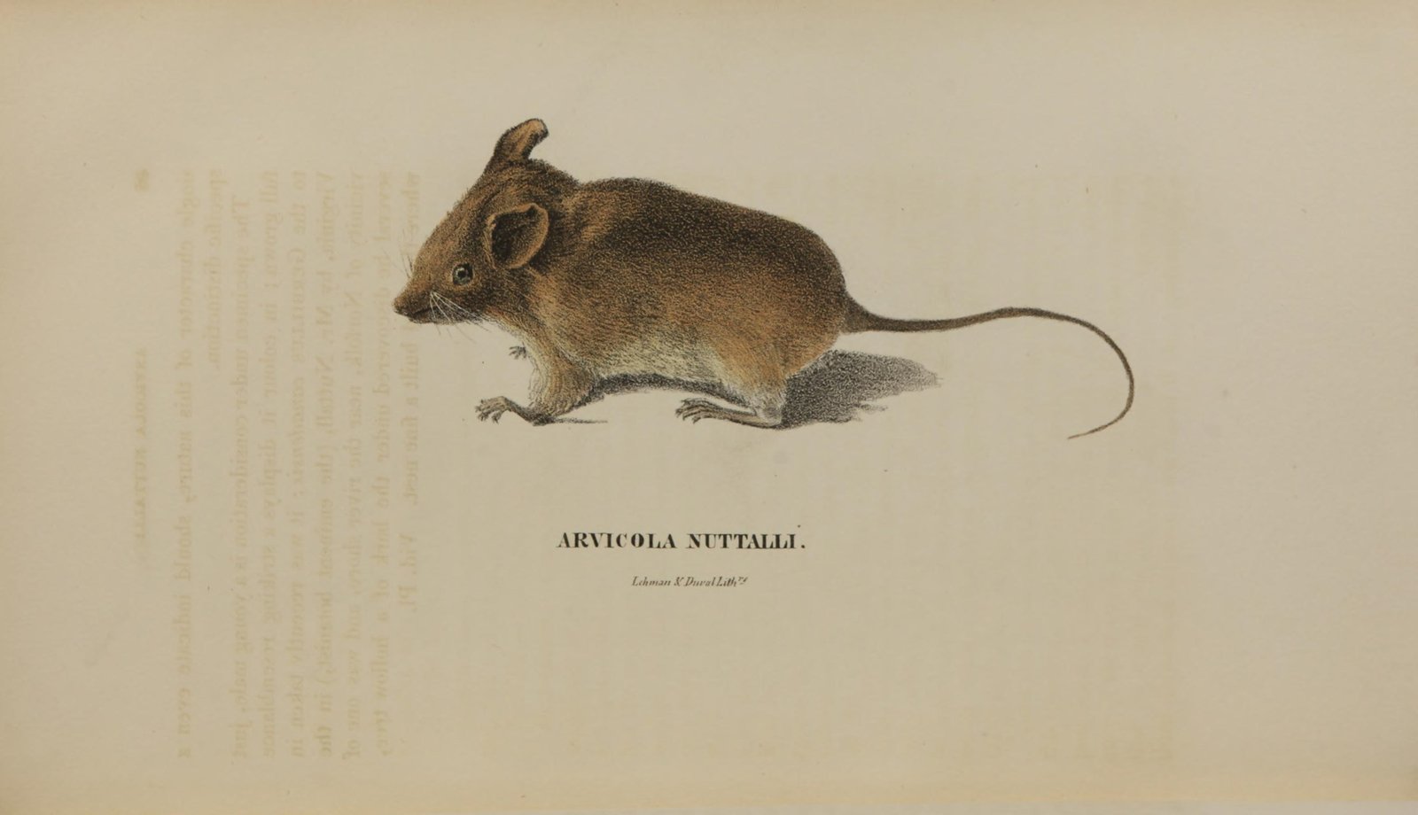 Golden mouse