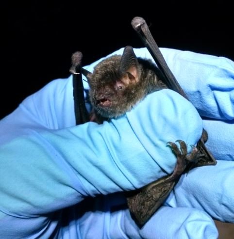 Gray bat in flight