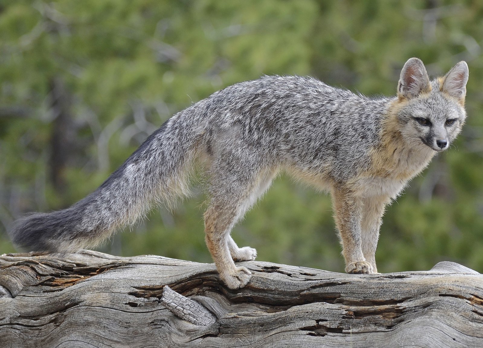 Gray fox standing on a log