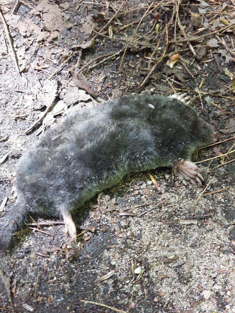 Hairy-tailed mole