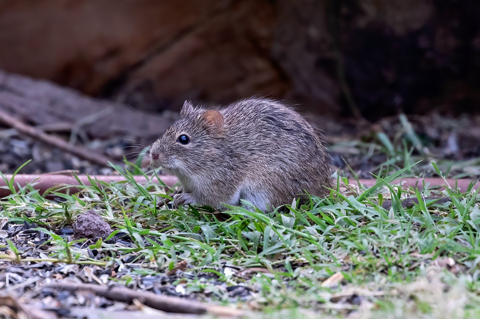 Hispid cotton rat