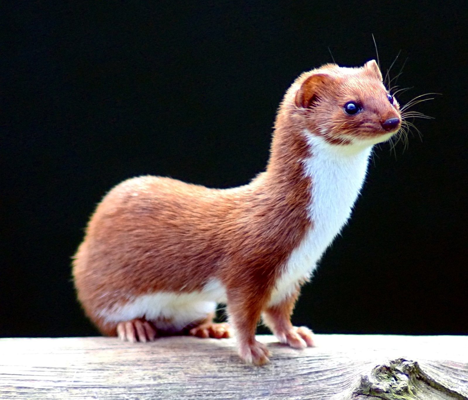 Least weasel on the ground