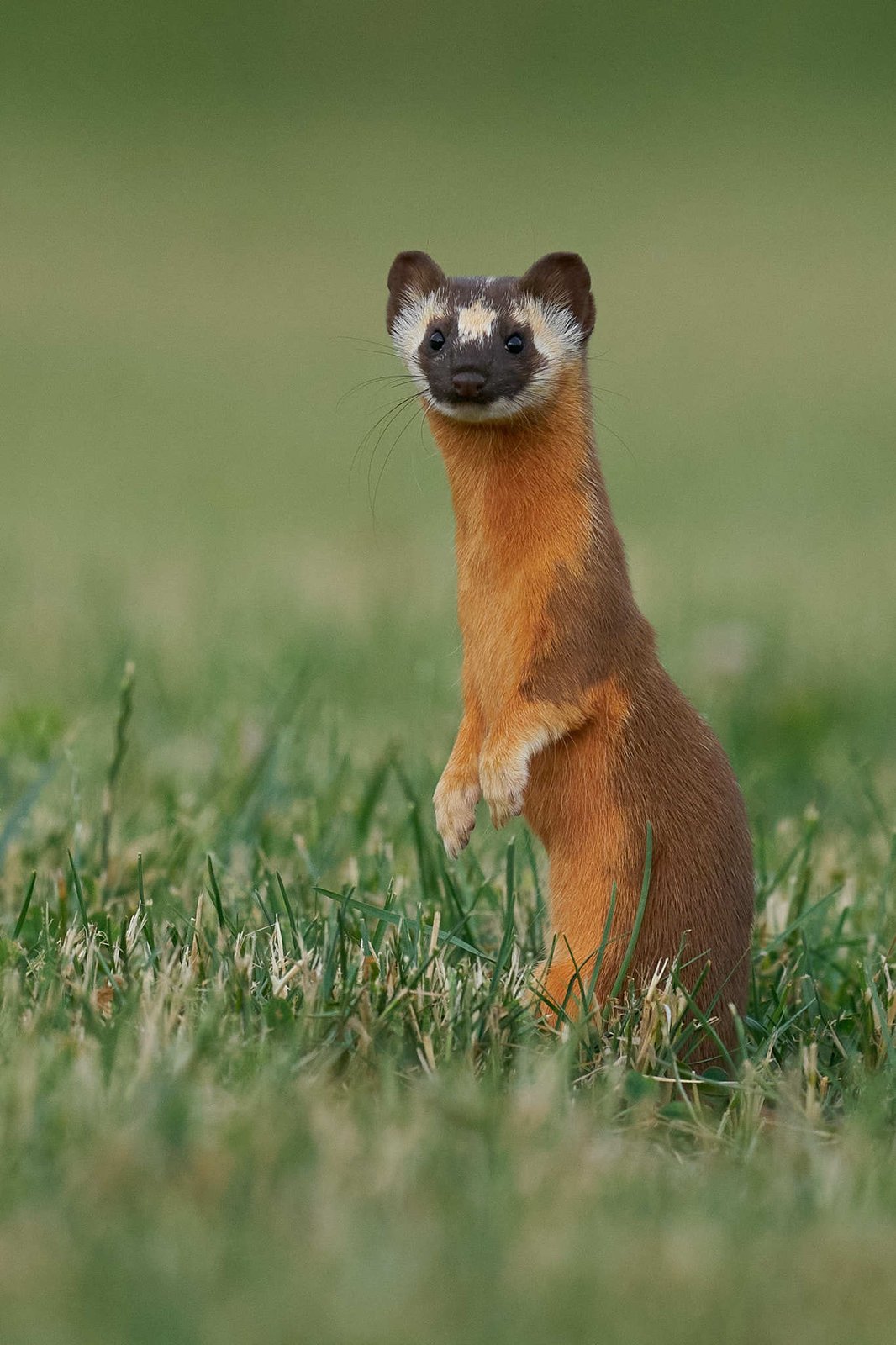 Long-tailed weasel in summer pelage