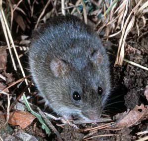 Marsh rice rat