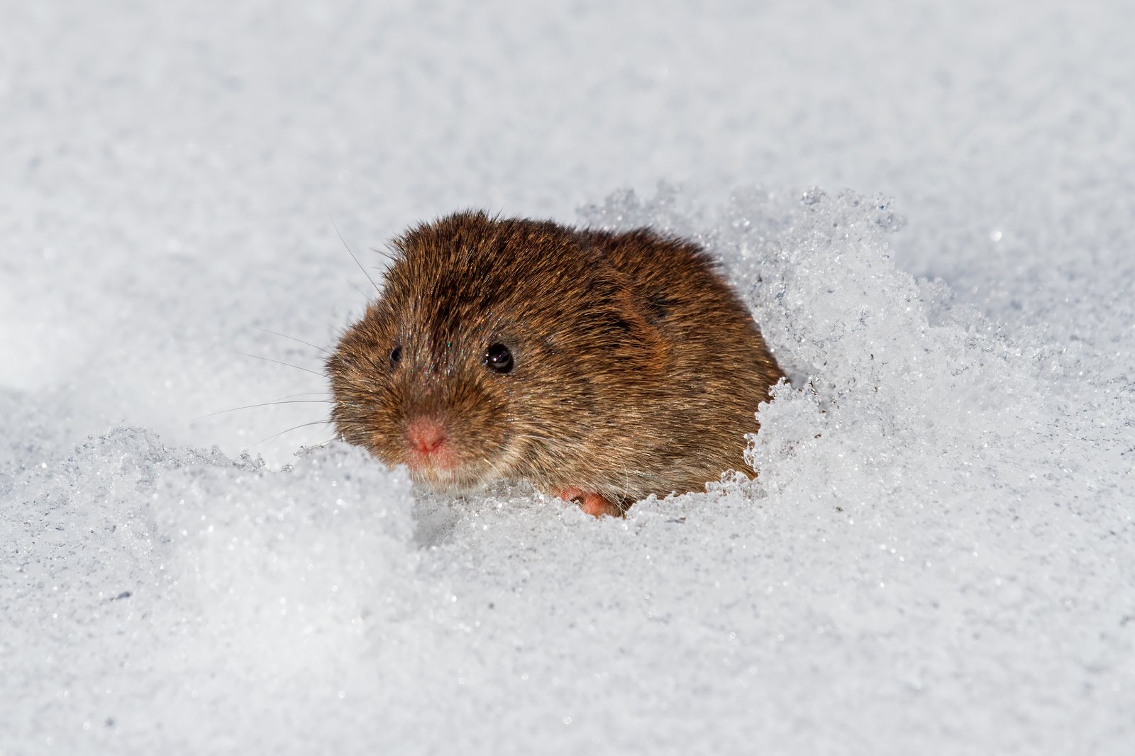 Meadow vole