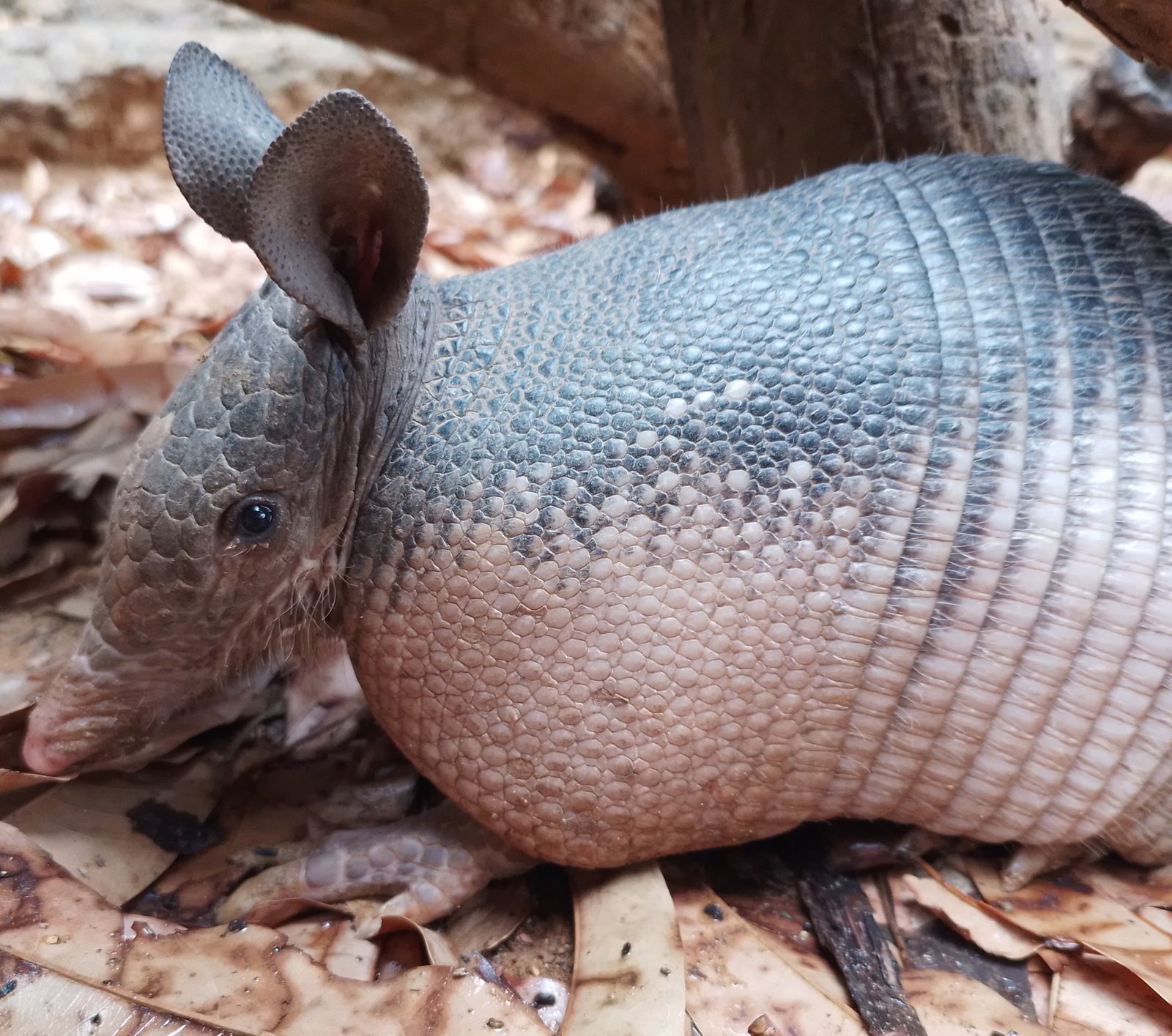 Nine-banded armadillo foraging