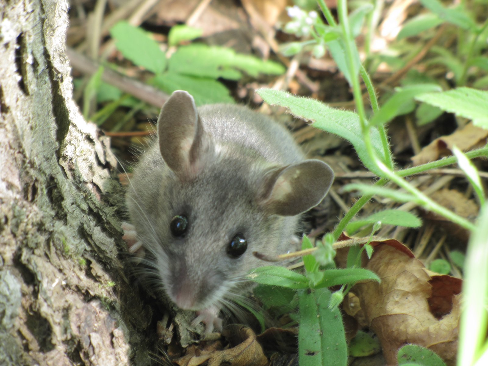 North American deermouse