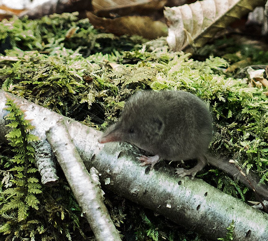 Least shrew