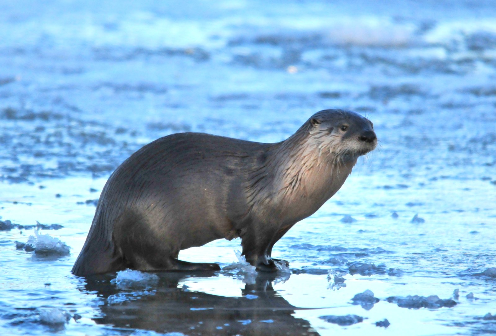 River otter on a rock