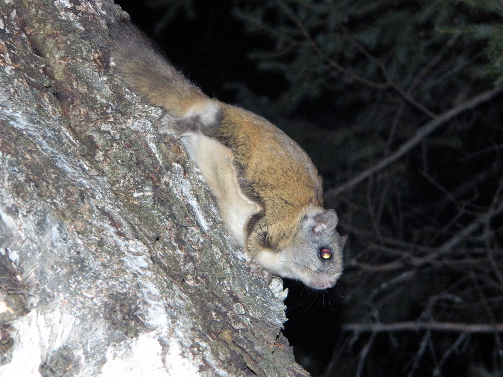 Northern flying squirrel