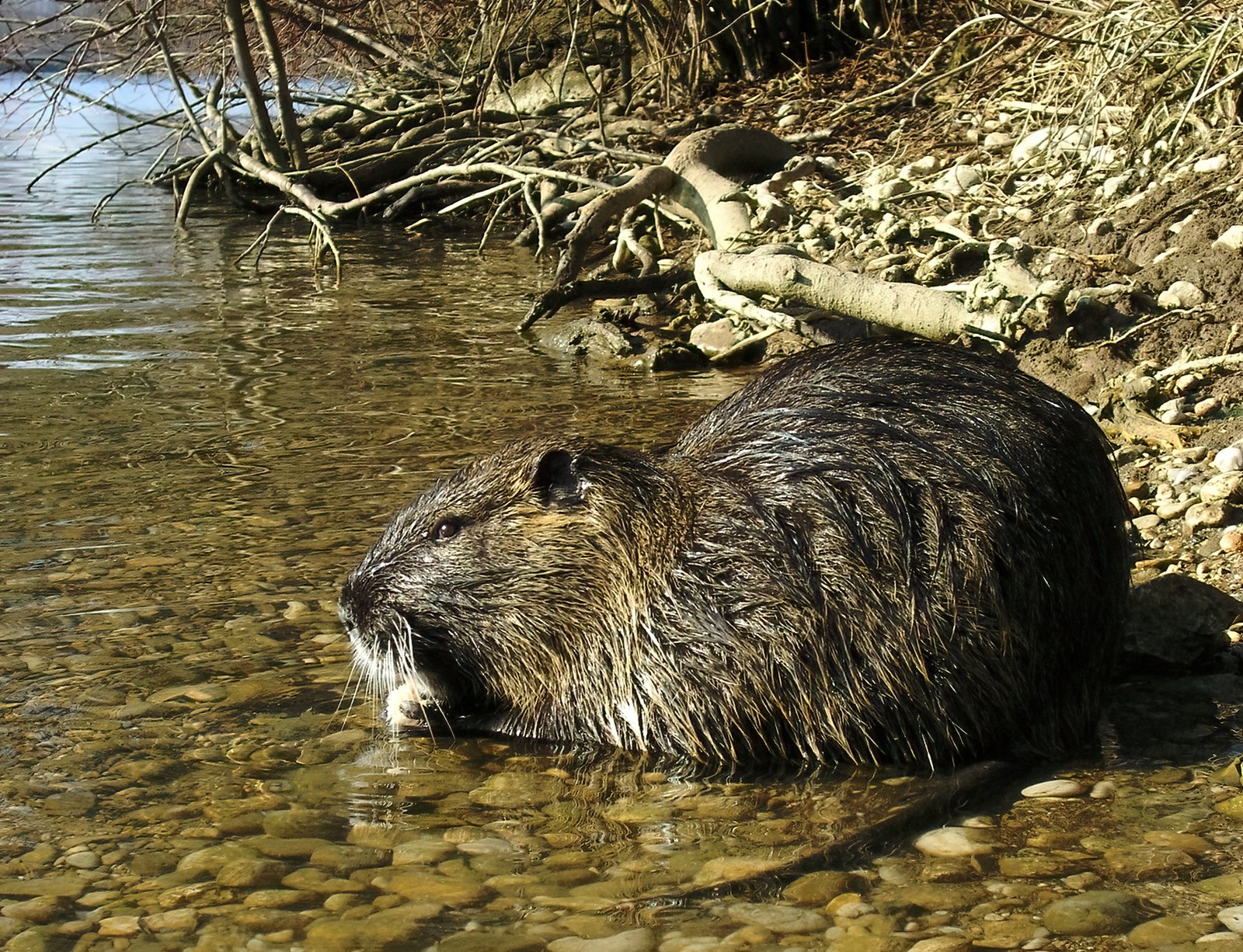 Nutria sitting in vegetation