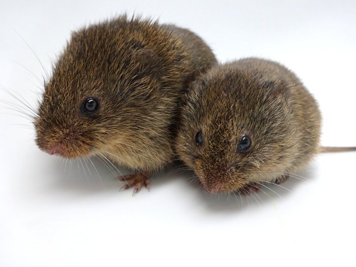 Prairie vole