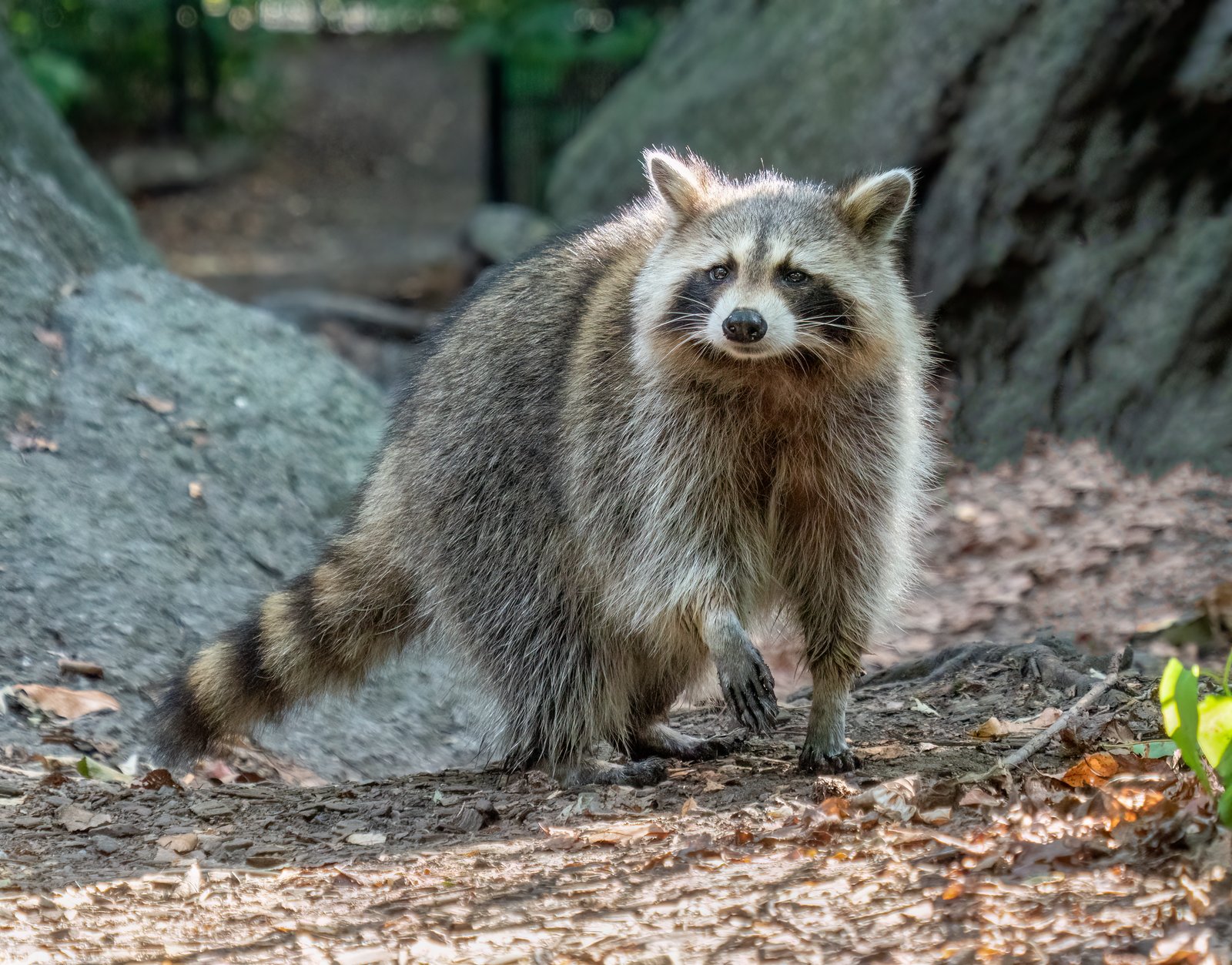 Raccoon walking near water