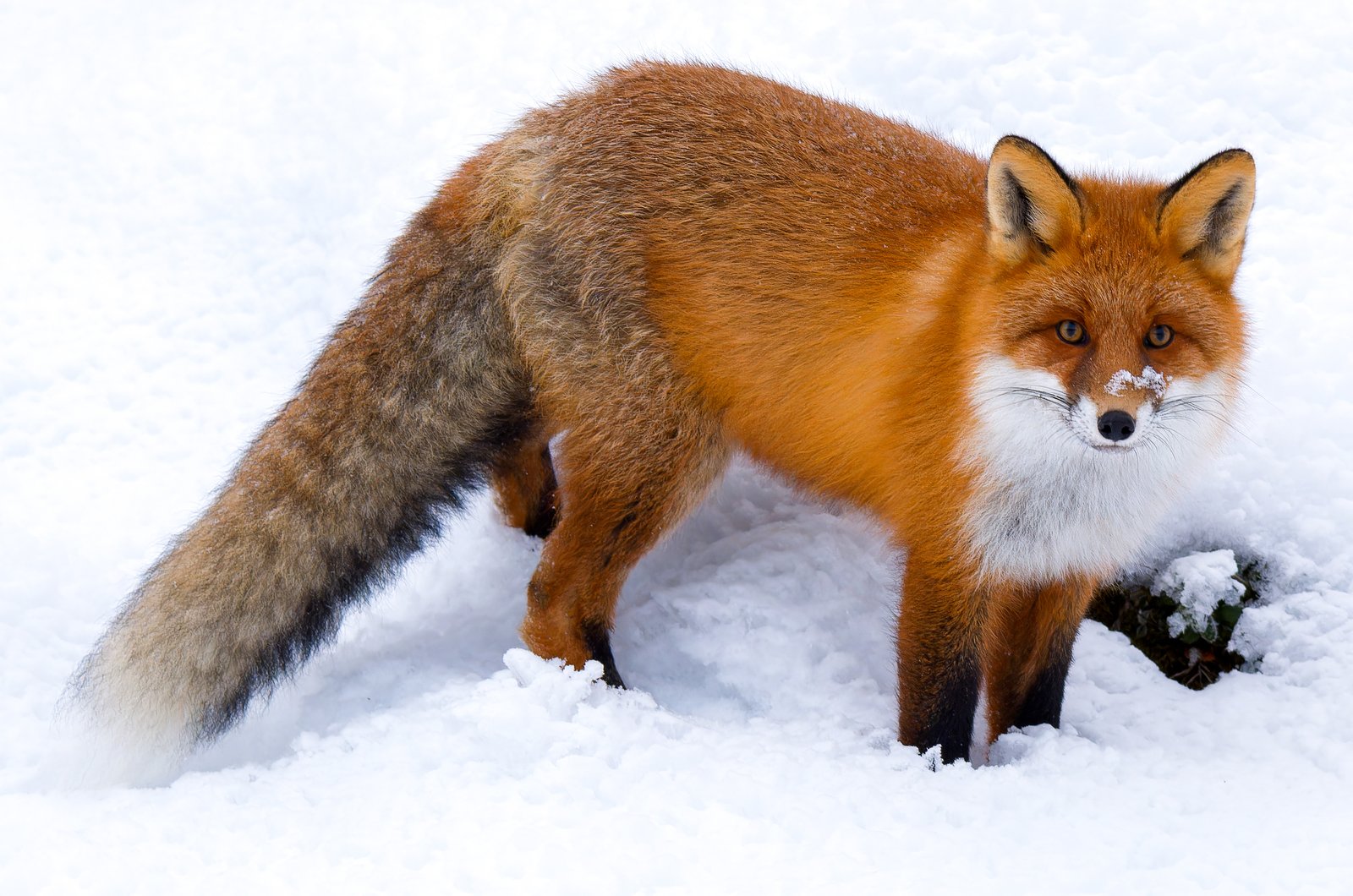 Red fox in tall grass