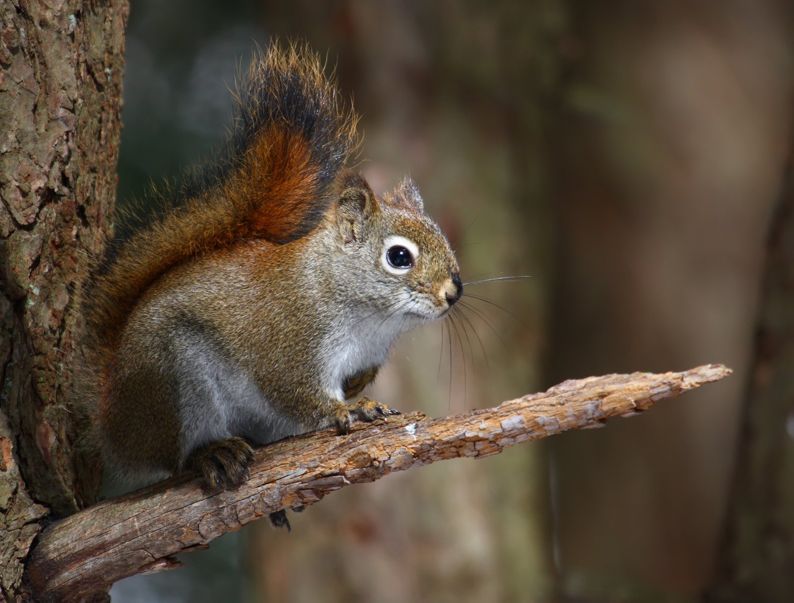 American red squirrel on a branch