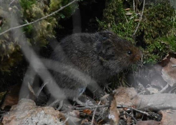 Rock vole