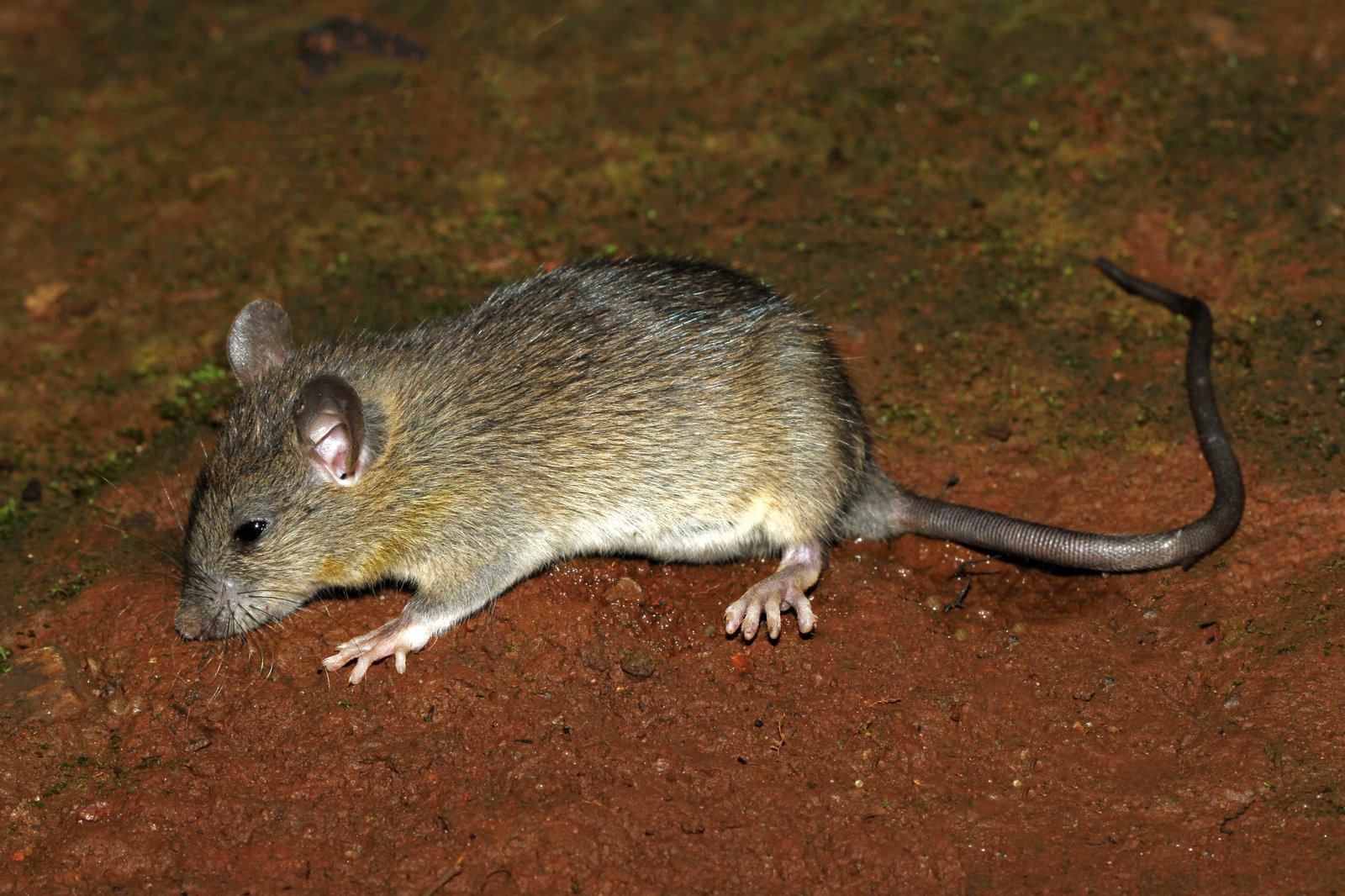 Roof rat