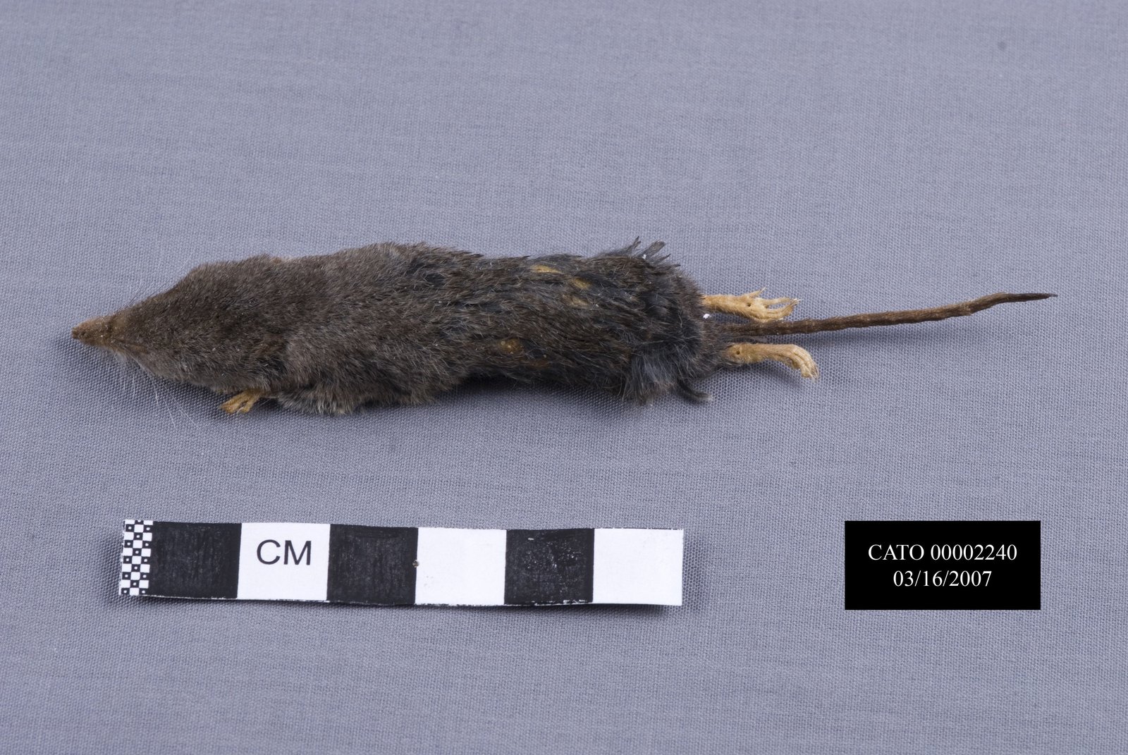 Smoky shrew