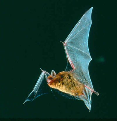 Southeastern bat
