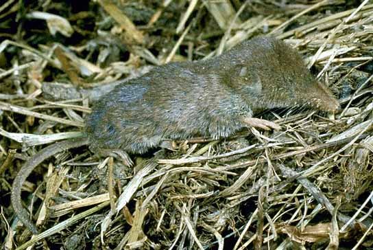 Southeastern shrew