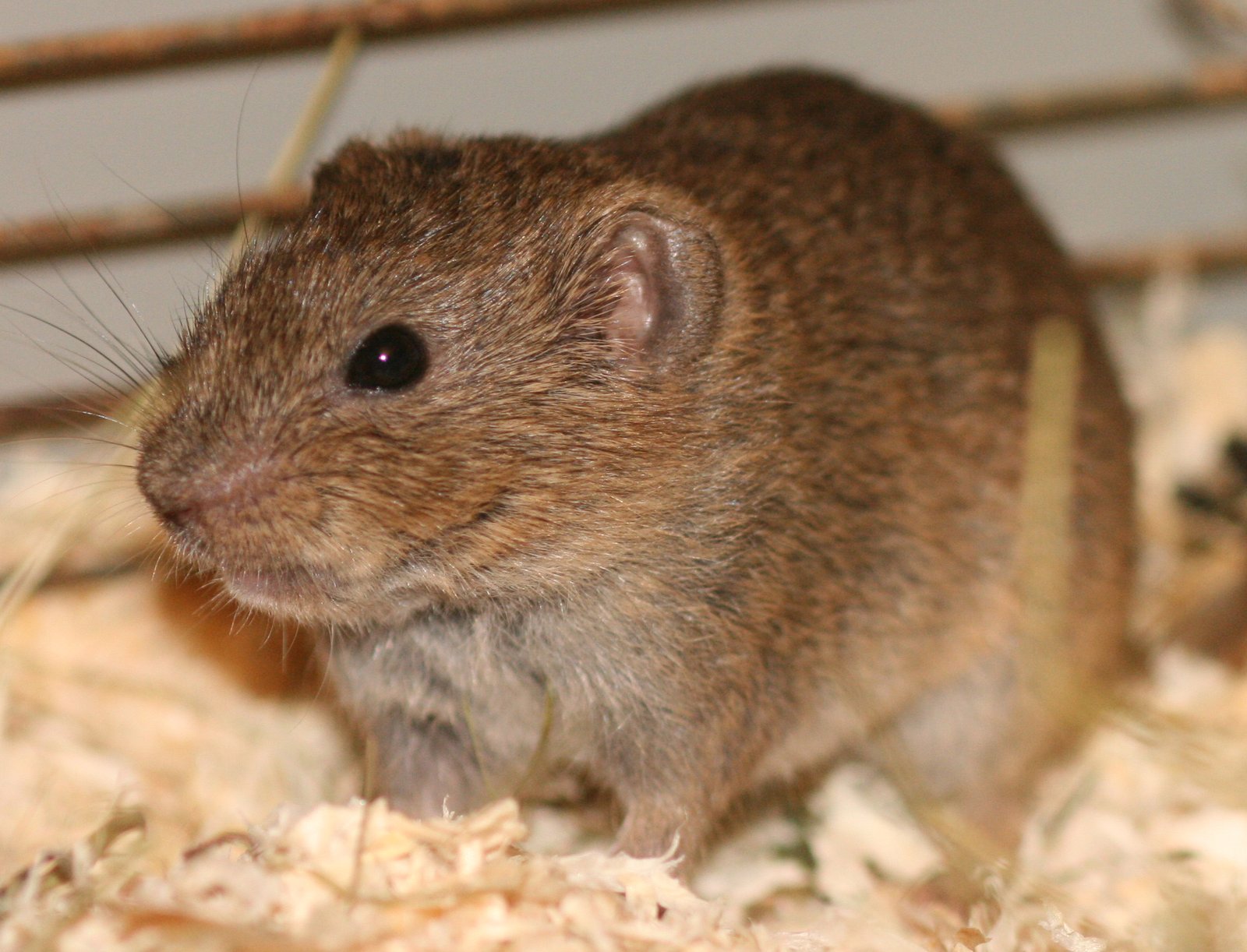 Southern bog lemming