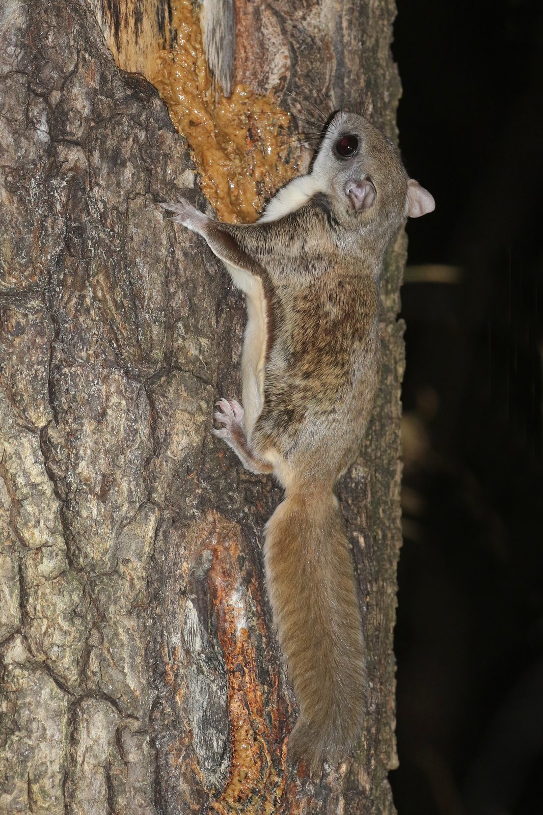 Southern flying squirrel
