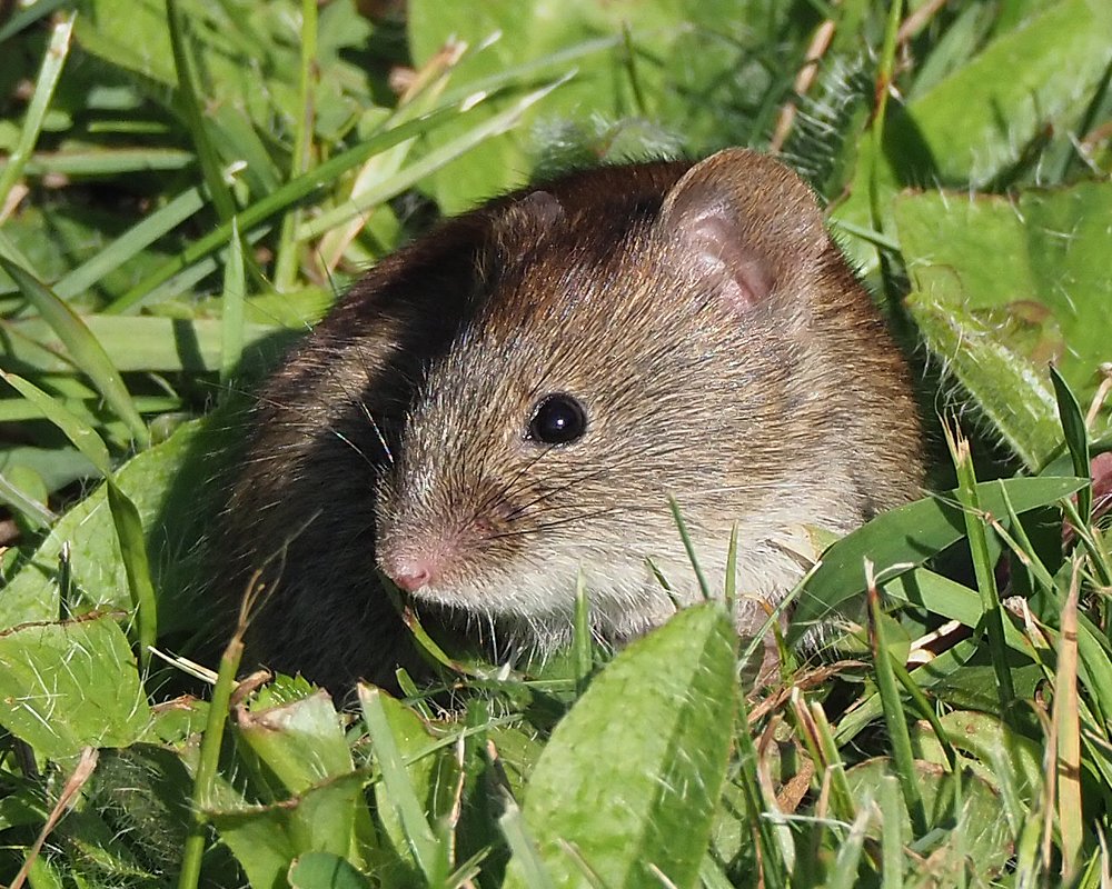 Southern red-backed vole