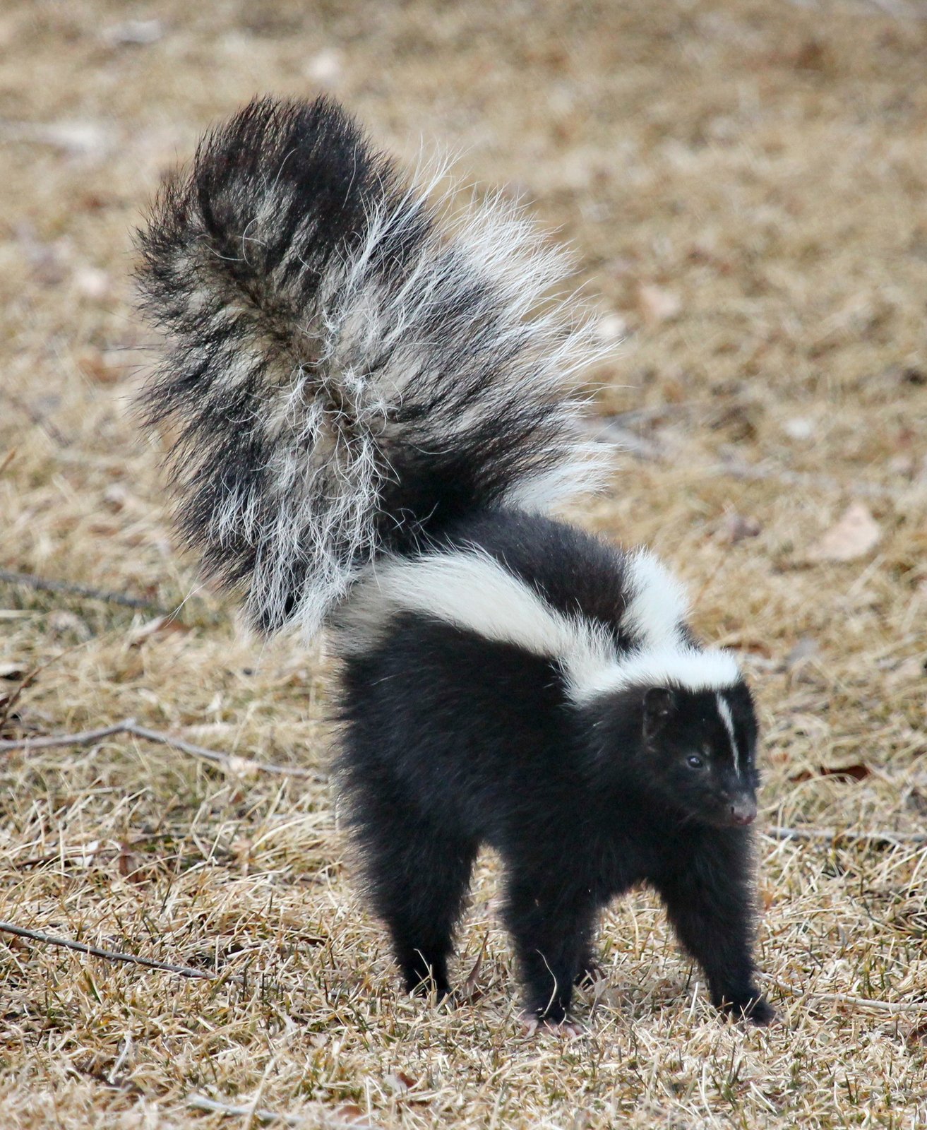 Striped skunk in grass