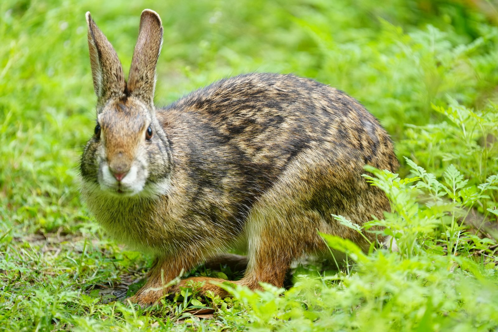 Swamp rabbit at water's edge