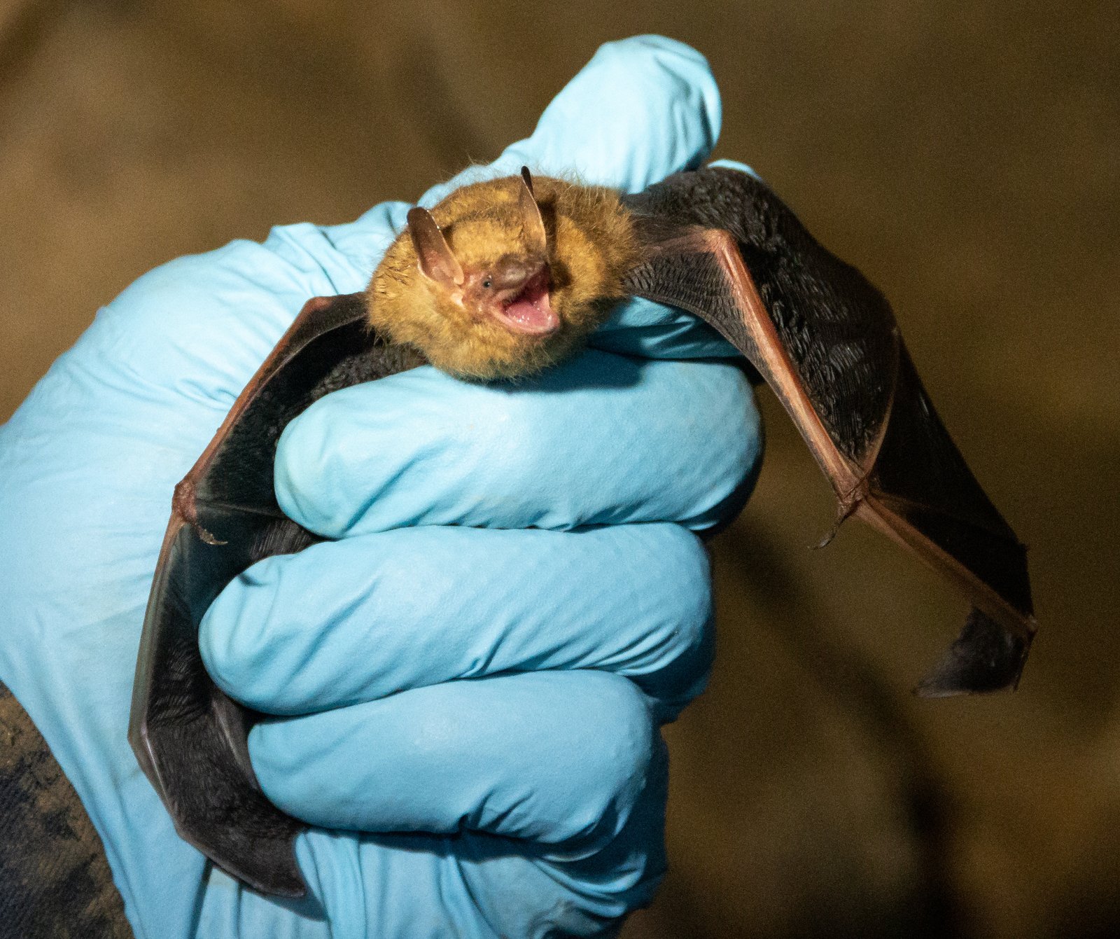 Tri-colored bat