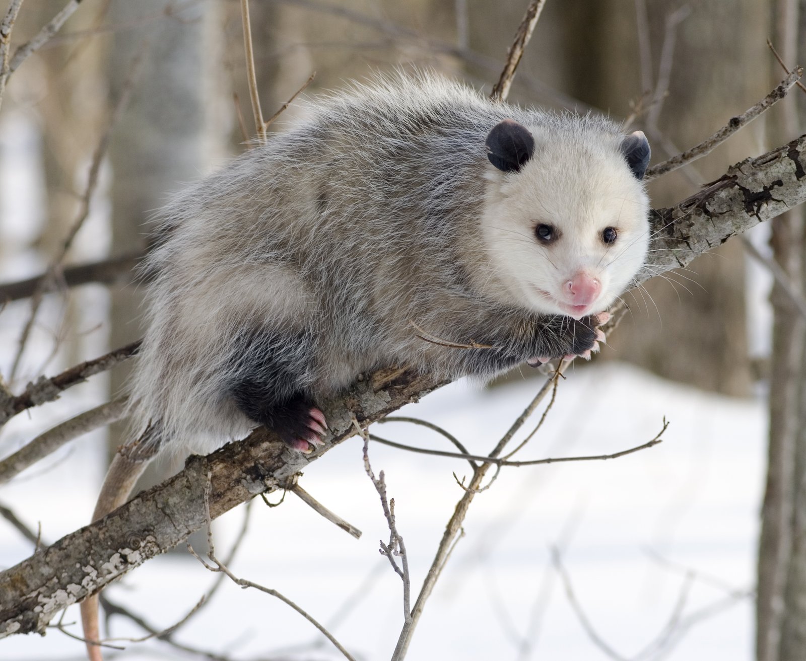 Virginia opossum on a tree branch